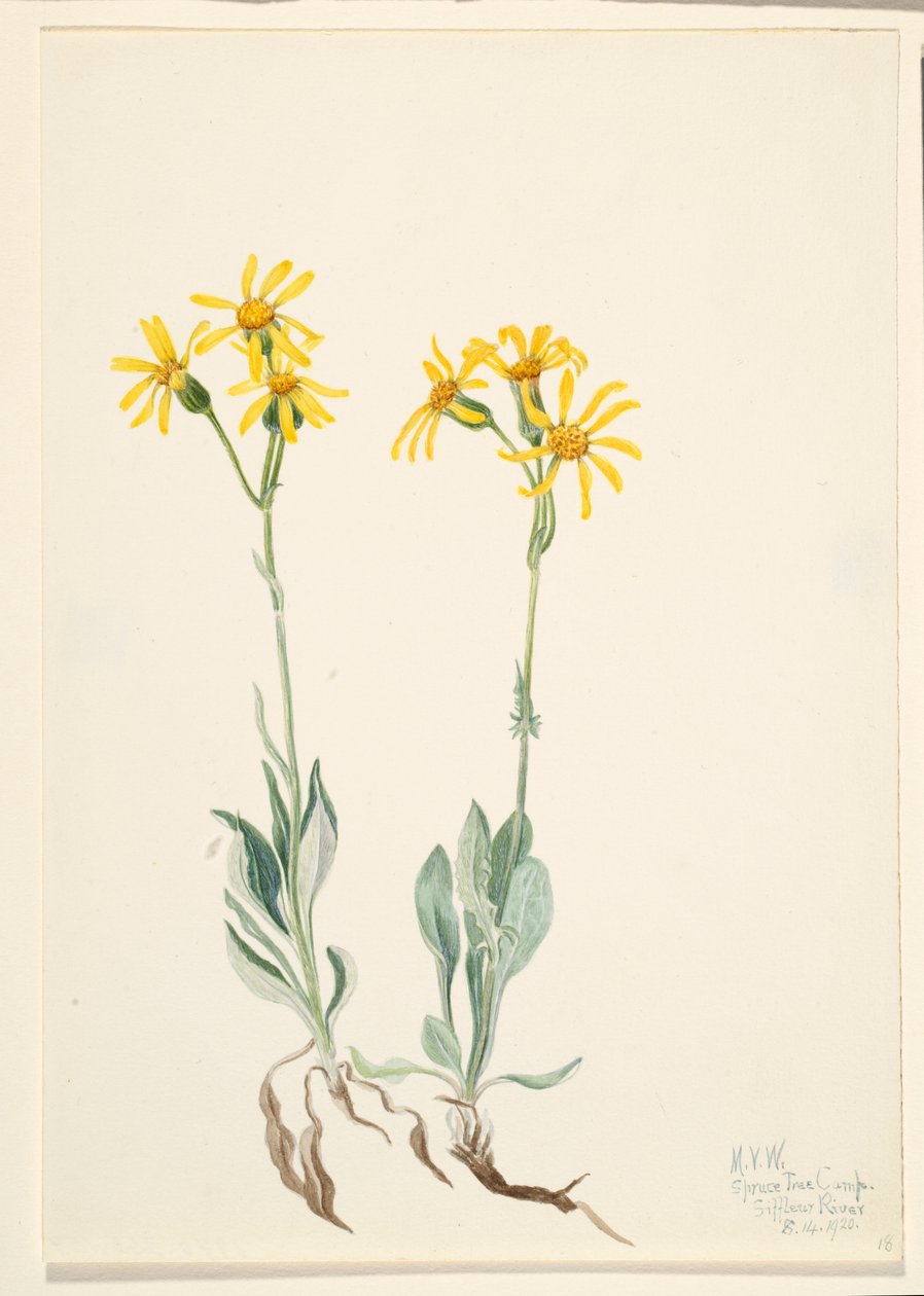 Montana Parnassia (Parnassia montanesis) tekijältä Mary Vaux Walcott