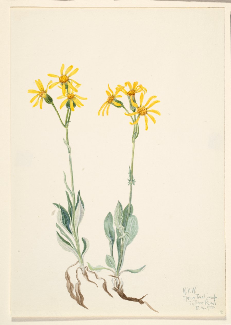 Montana Parnassia Parnassia montanesis, 1920. tekijältä Mary Vaux Walcott