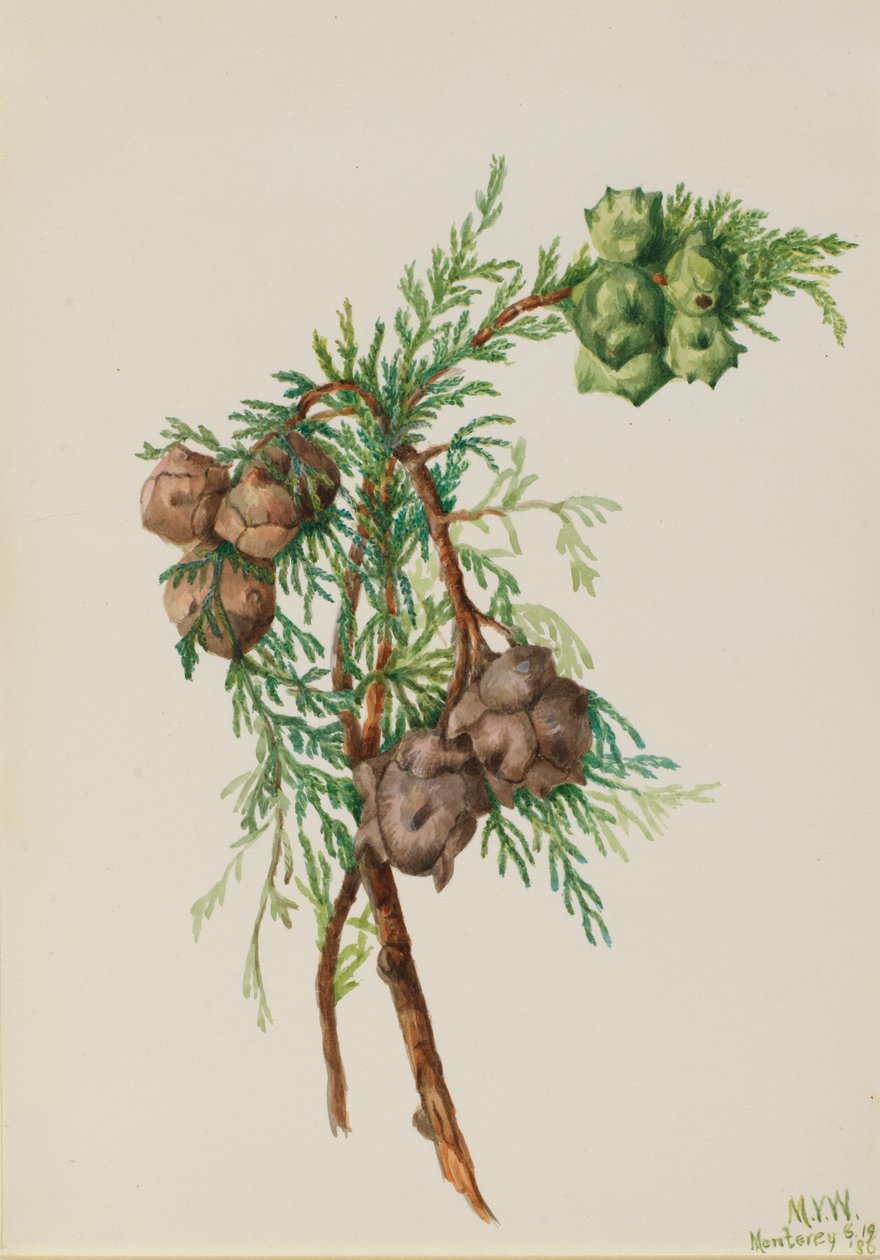 Monterey Cypress Cupressus macrocarpa, 1936. tekijältä Mary Vaux Walcott