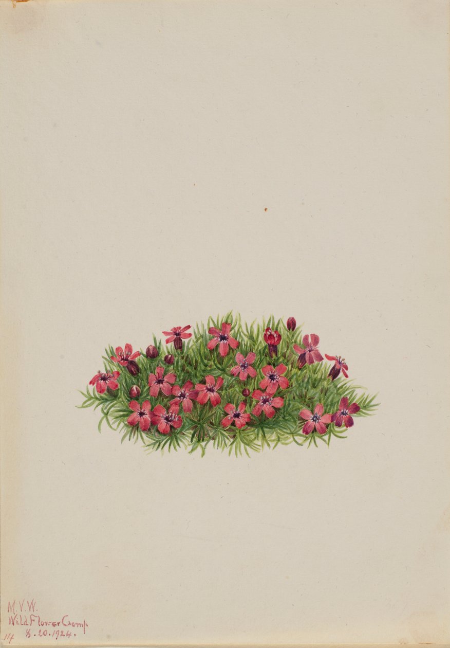 Sammalkampio (Silene acaulis) tekijältä Mary Vaux Walcott