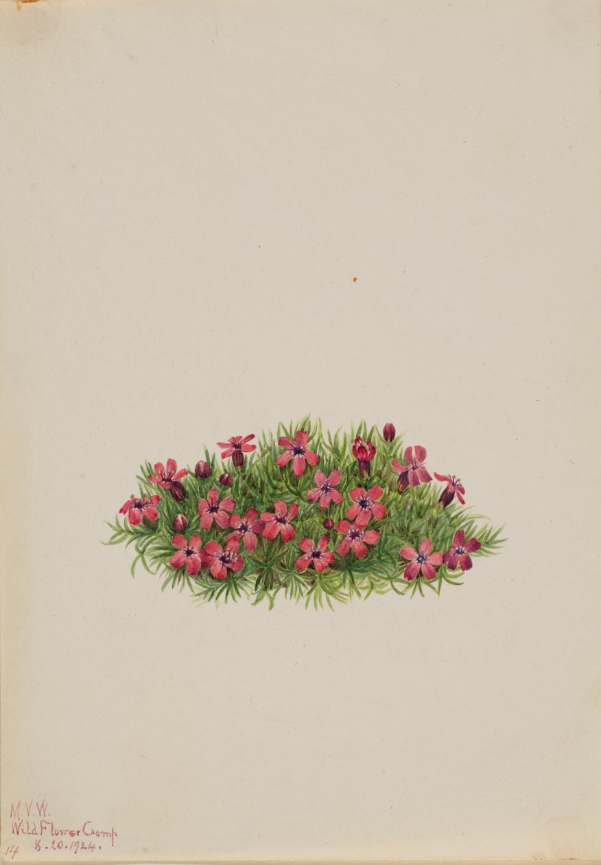 Moss Campion Silene acaulis, 1924. tekijältä Mary Vaux Walcott