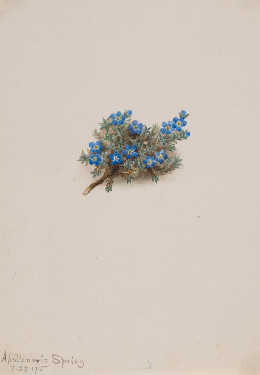 Sammal Unohda-me-not (Eritichum elongatum) tekijältä Mary Vaux Walcott