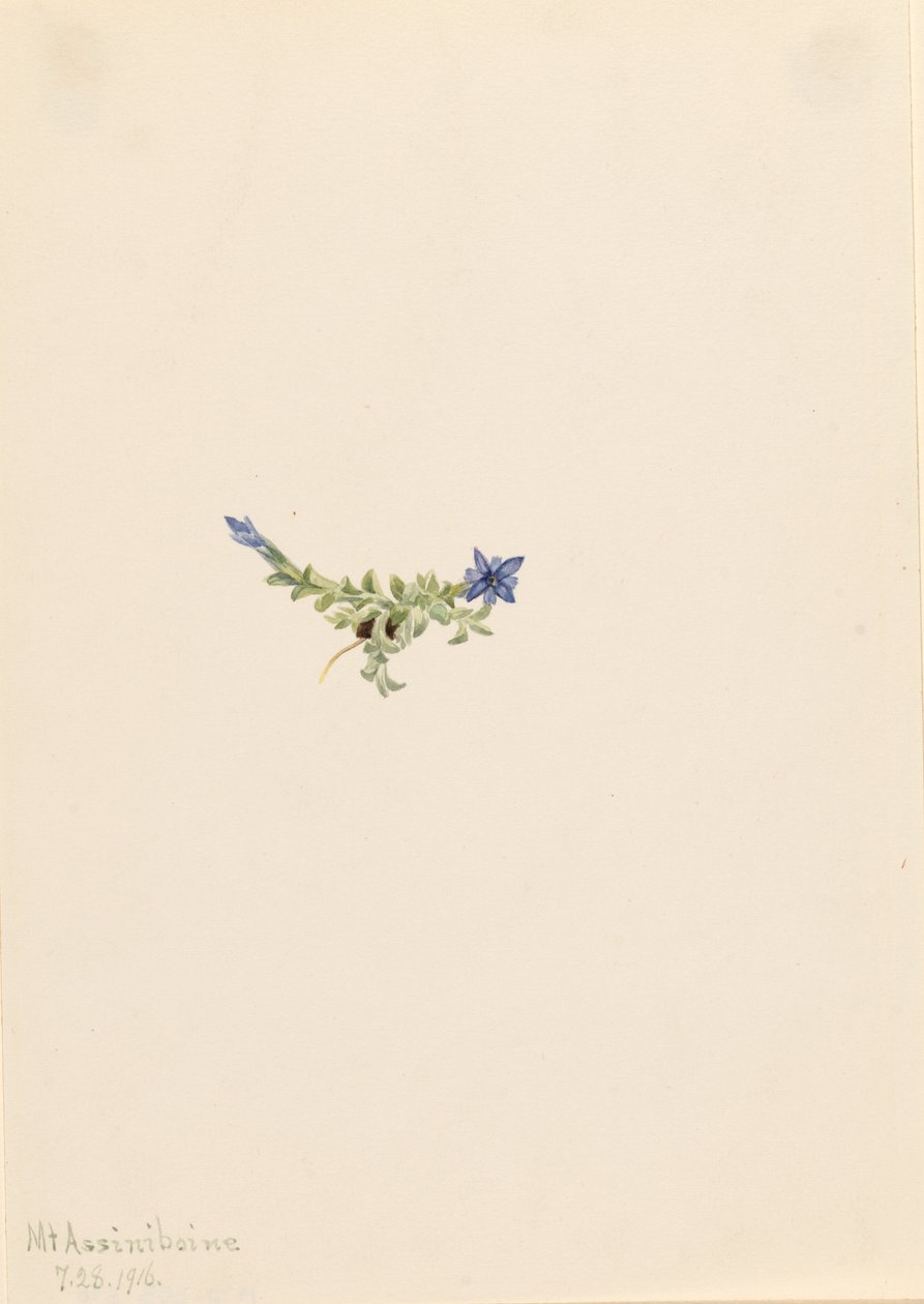 Sammalentian (Gentiana prostrata) tekijältä Mary Vaux Walcott