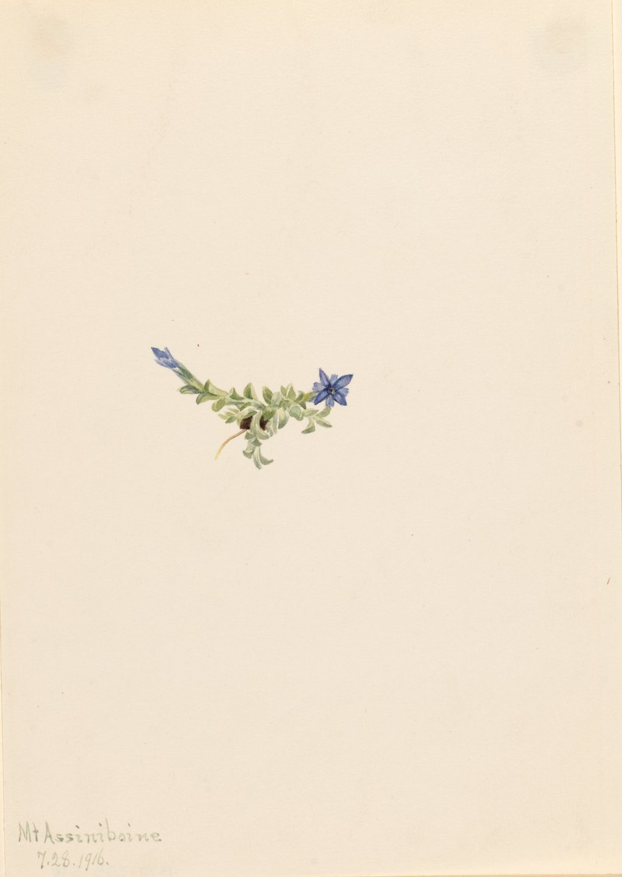 Moss Gentian Gentiana prostrata, 1916. tekijältä Mary Vaux Walcott