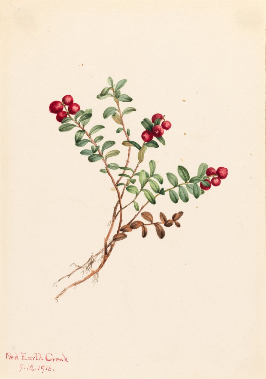 Vuorikarpalo (Vaccinium vitisdaea minus) tekijältä Mary Vaux Walcott