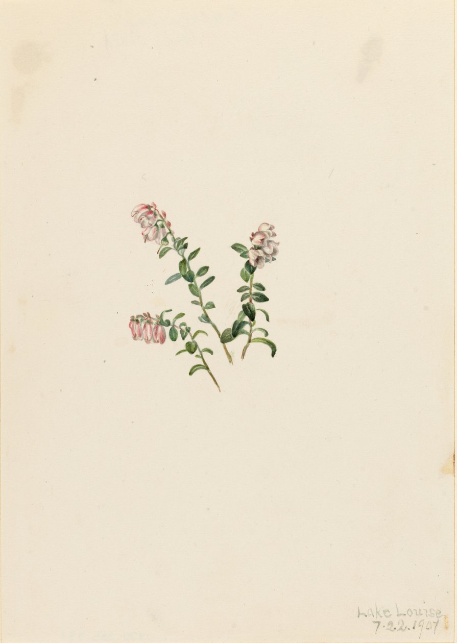 Vuorikarpalo (Vaccinium vitisidaea minus) tekijältä Mary Vaux Walcott