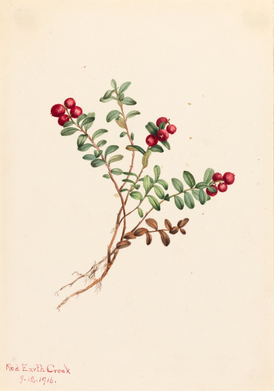 Vuorikarpalo Vaccinium vitisdaea minus, 1916. tekijältä Mary Vaux Walcott