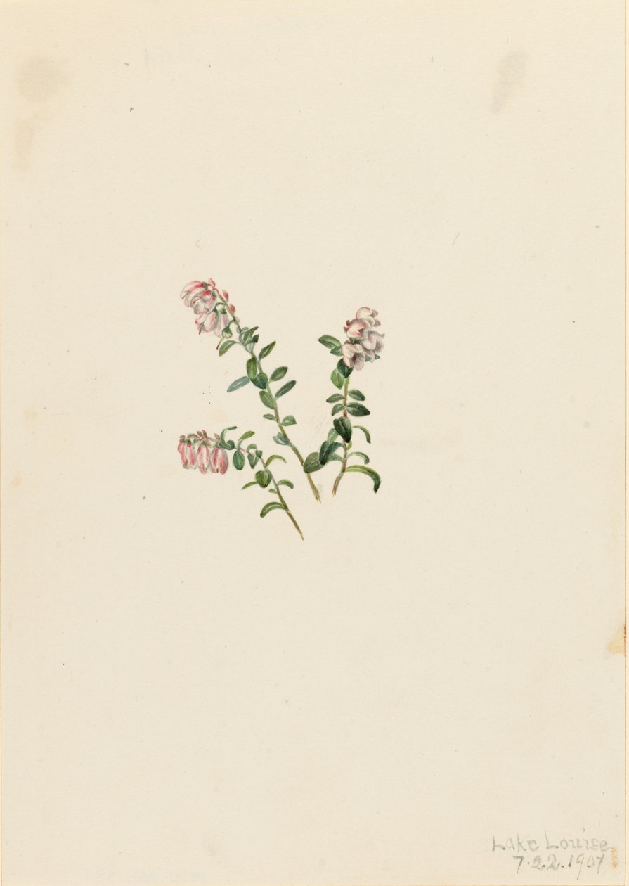 Vuorikarpalo Vaccinium vitisidaea minus, 1907. tekijältä Mary Vaux Walcott