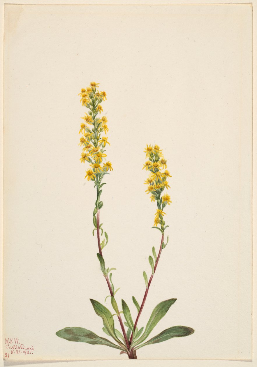 Vuoriston kultapiisku (Solidago oreophila) tekijältä Mary Vaux Walcott