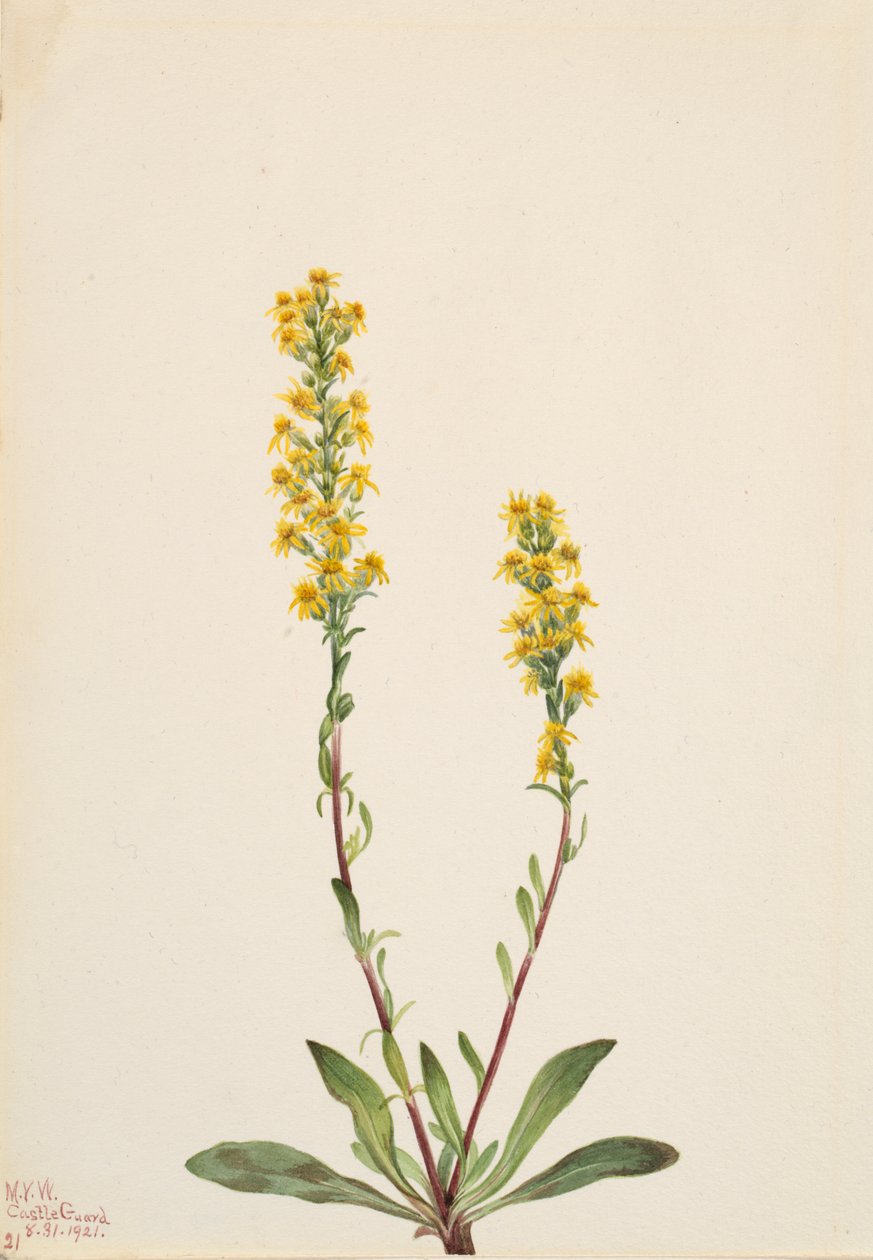 Vuori Goldenrod Solidarity Oreophila, tekijältä Mary Vaux Walcott
