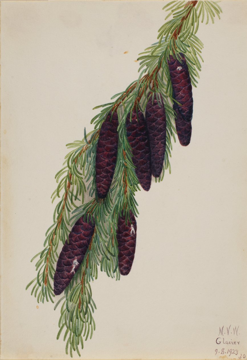 Mountain Hemlock Tsuga mertensiana, 1923. tekijältä Mary Vaux Walcott