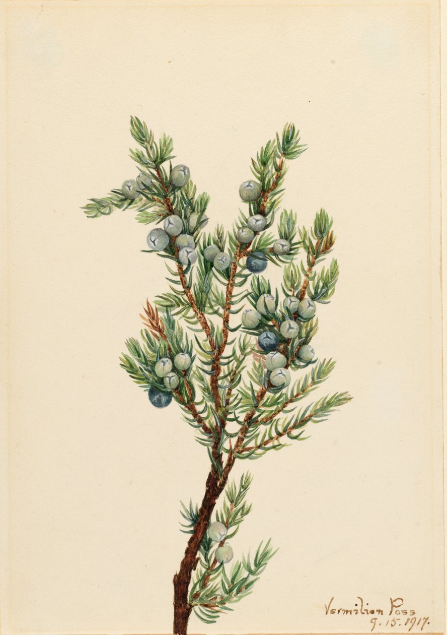 Vuorikataja (Juniperus sibirica) tekijältä Mary Vaux Walcott