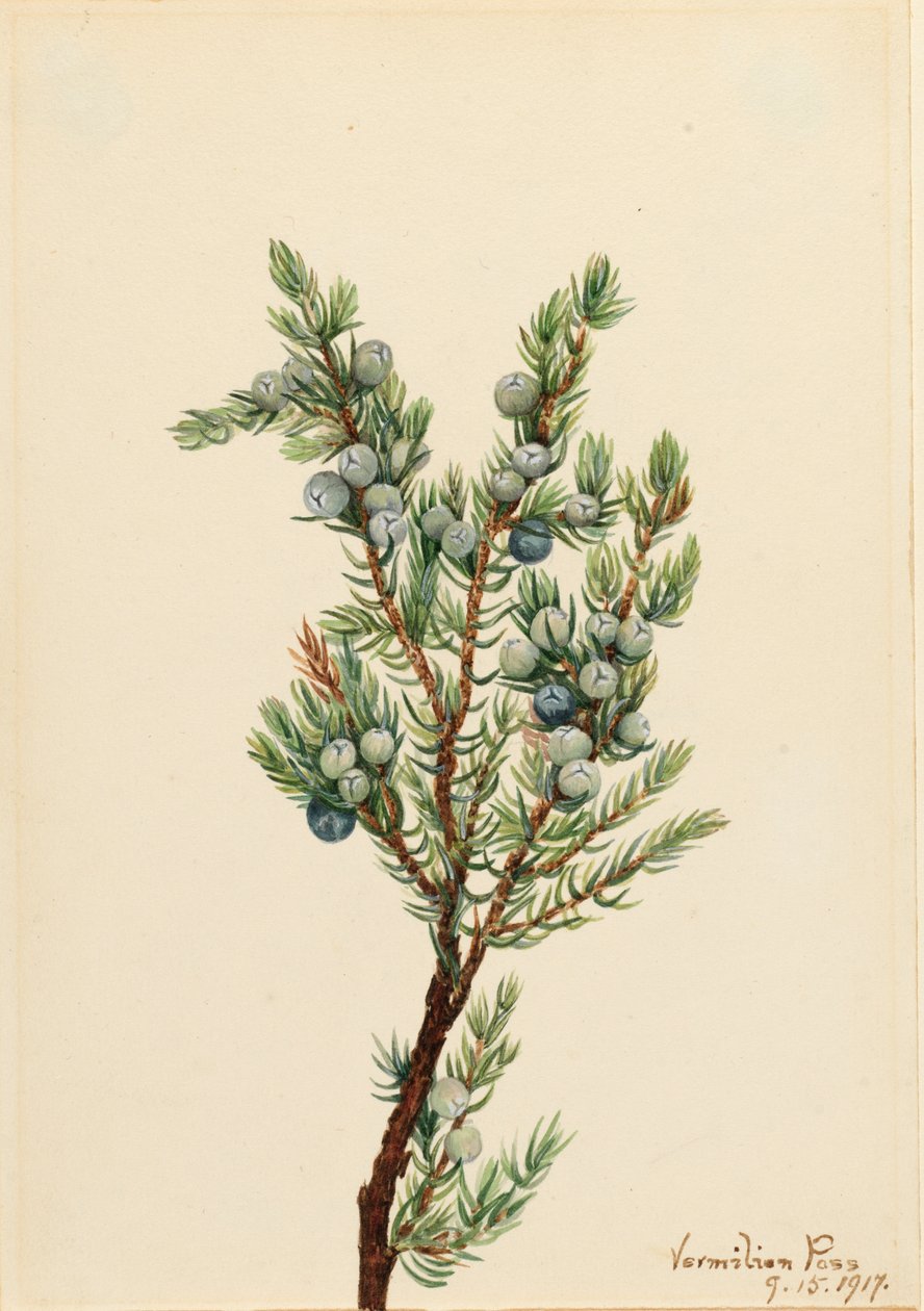 Vuorikataja Juniperus sibirica, 1917. tekijältä Mary Vaux Walcott