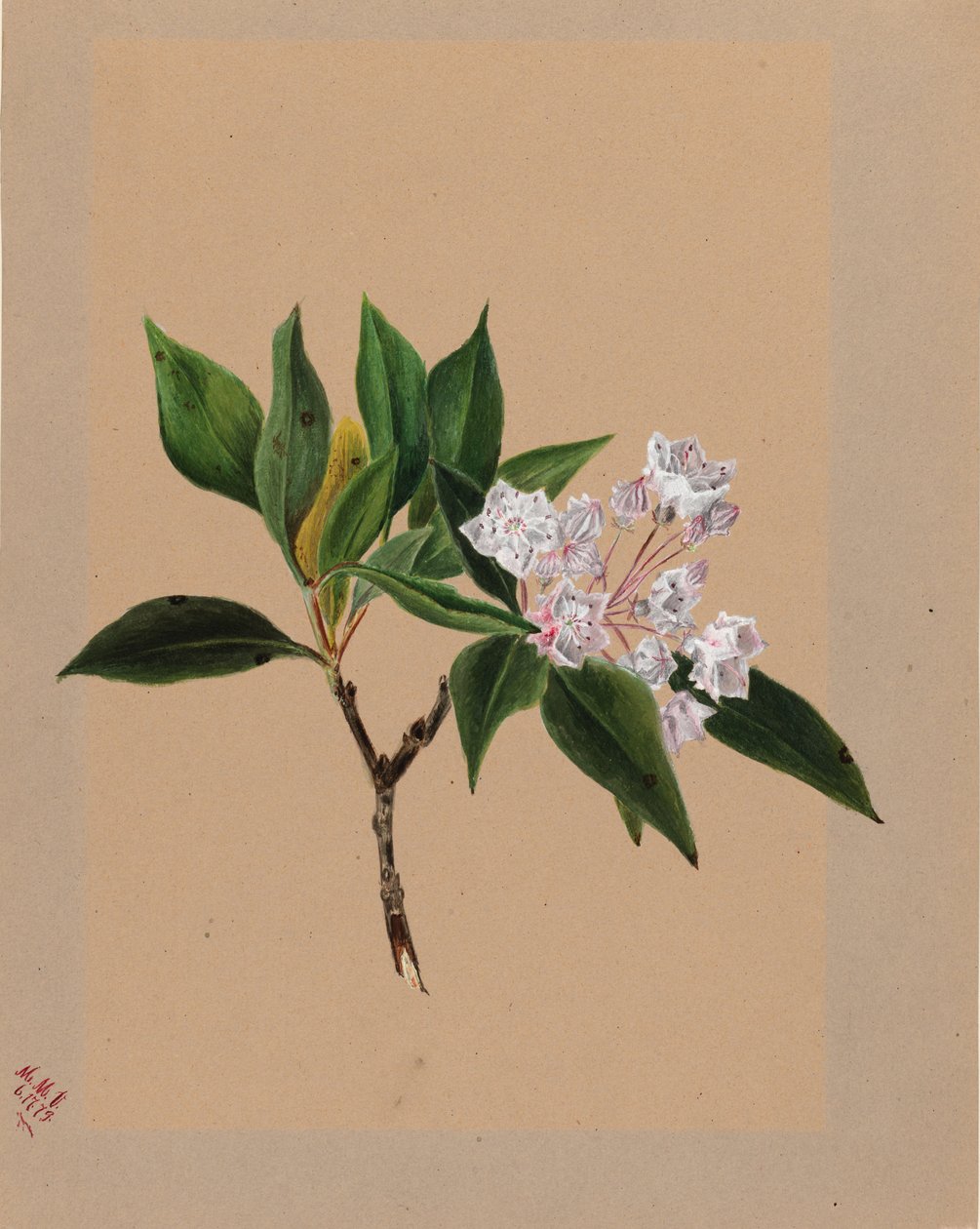 Vuoristo Laurel (Kalmia latifolia) tekijältä Mary Vaux Walcott