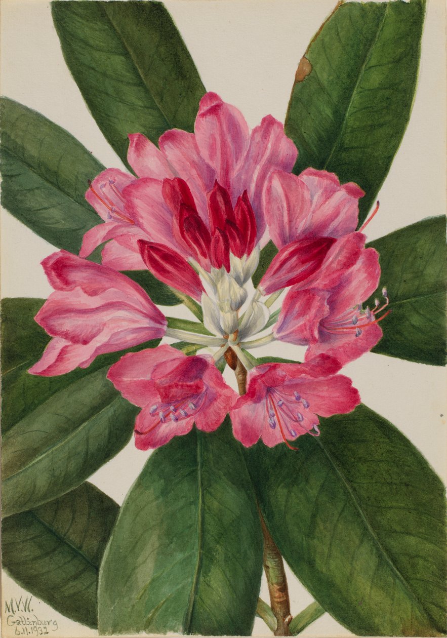 Mountain Rose-Bay (Rhododendron catawbiense) tekijältä Mary Vaux Walcott
