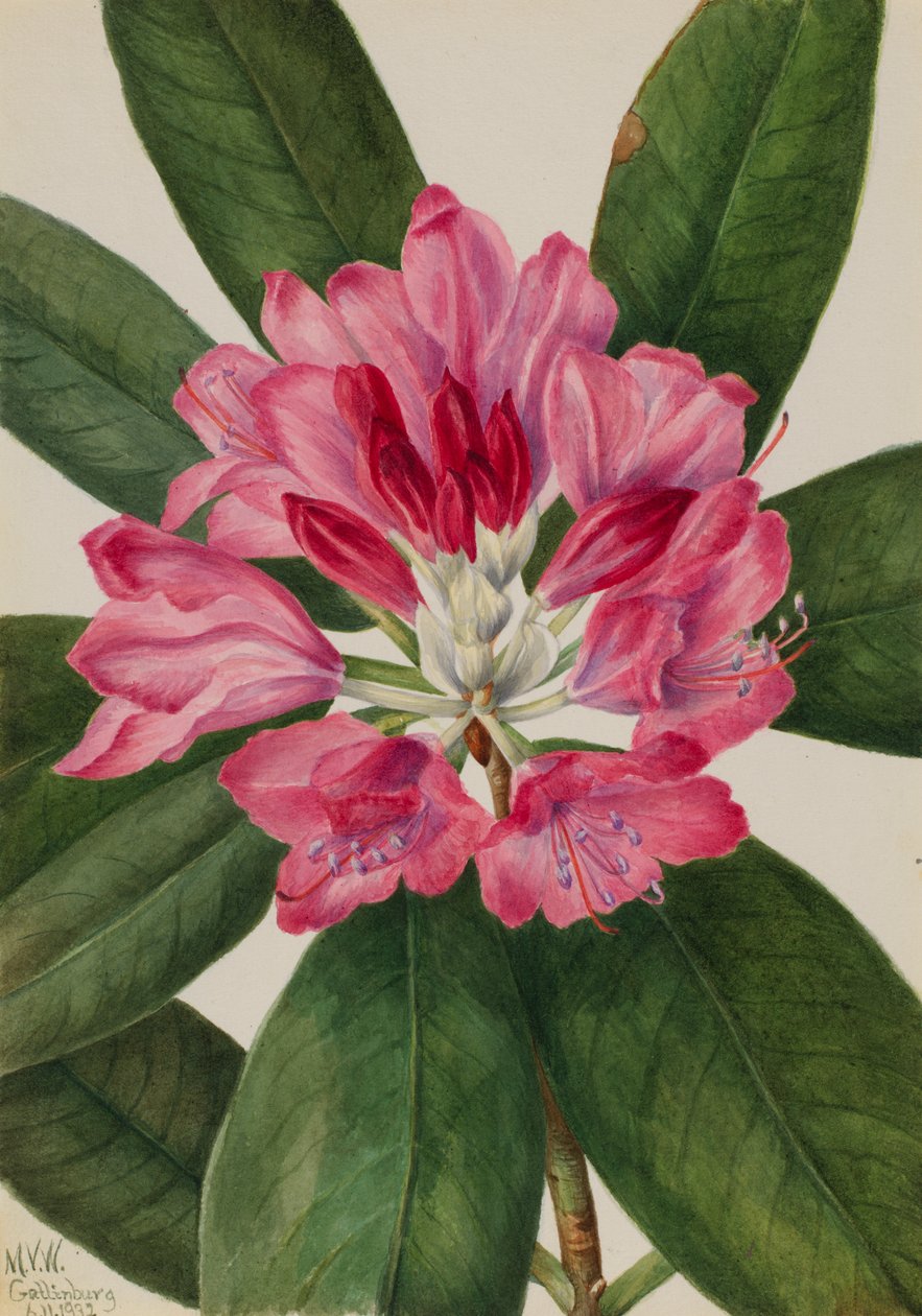 Mountain Rose-Bay Rhododendron catawbiense, 1932. tekijältä Mary Vaux Walcott