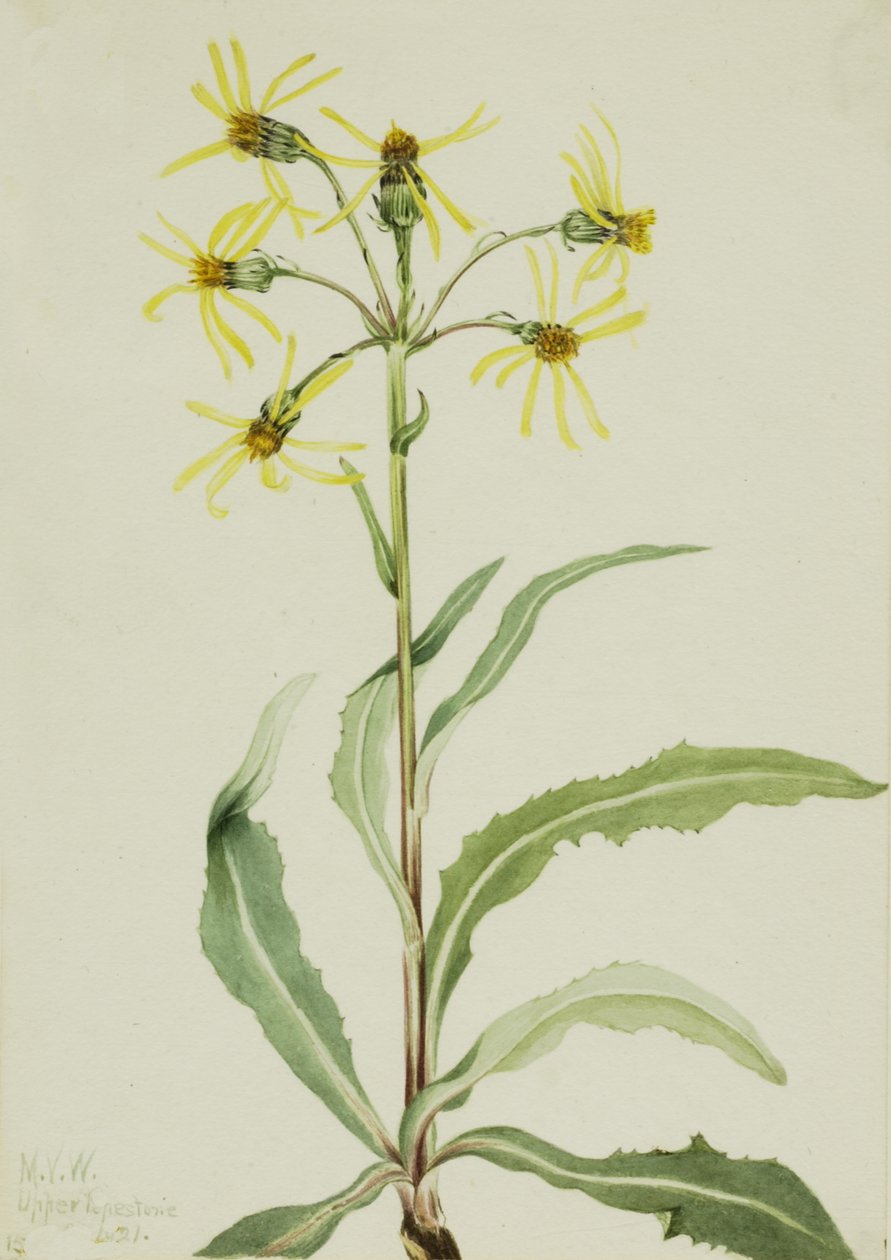 Mourning Groundsel Senecio lugens, 1921. finlandès tekijältä Mary Vaux Walcott