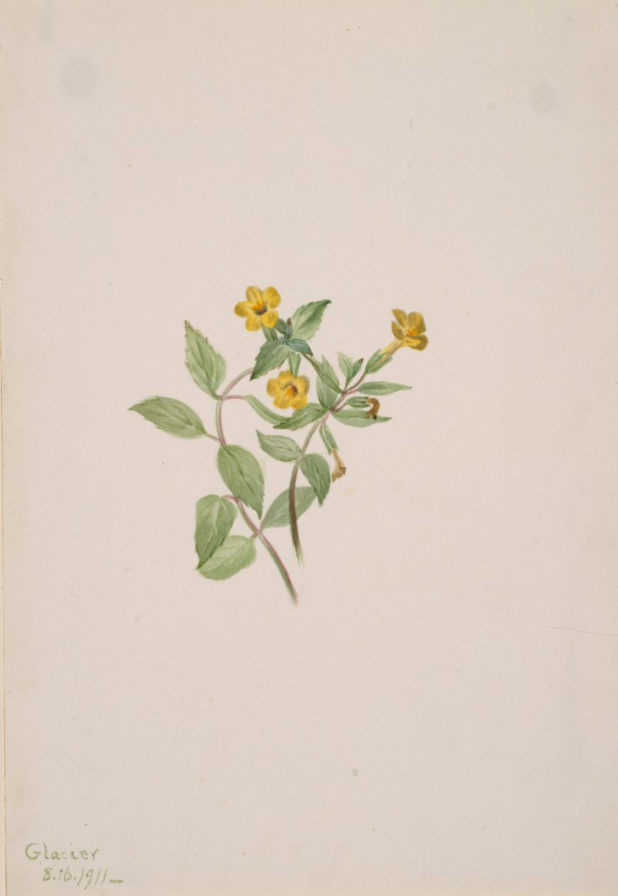 Myskikukka Mimulus moschatus, 1911. tekijältä Mary Vaux Walcott