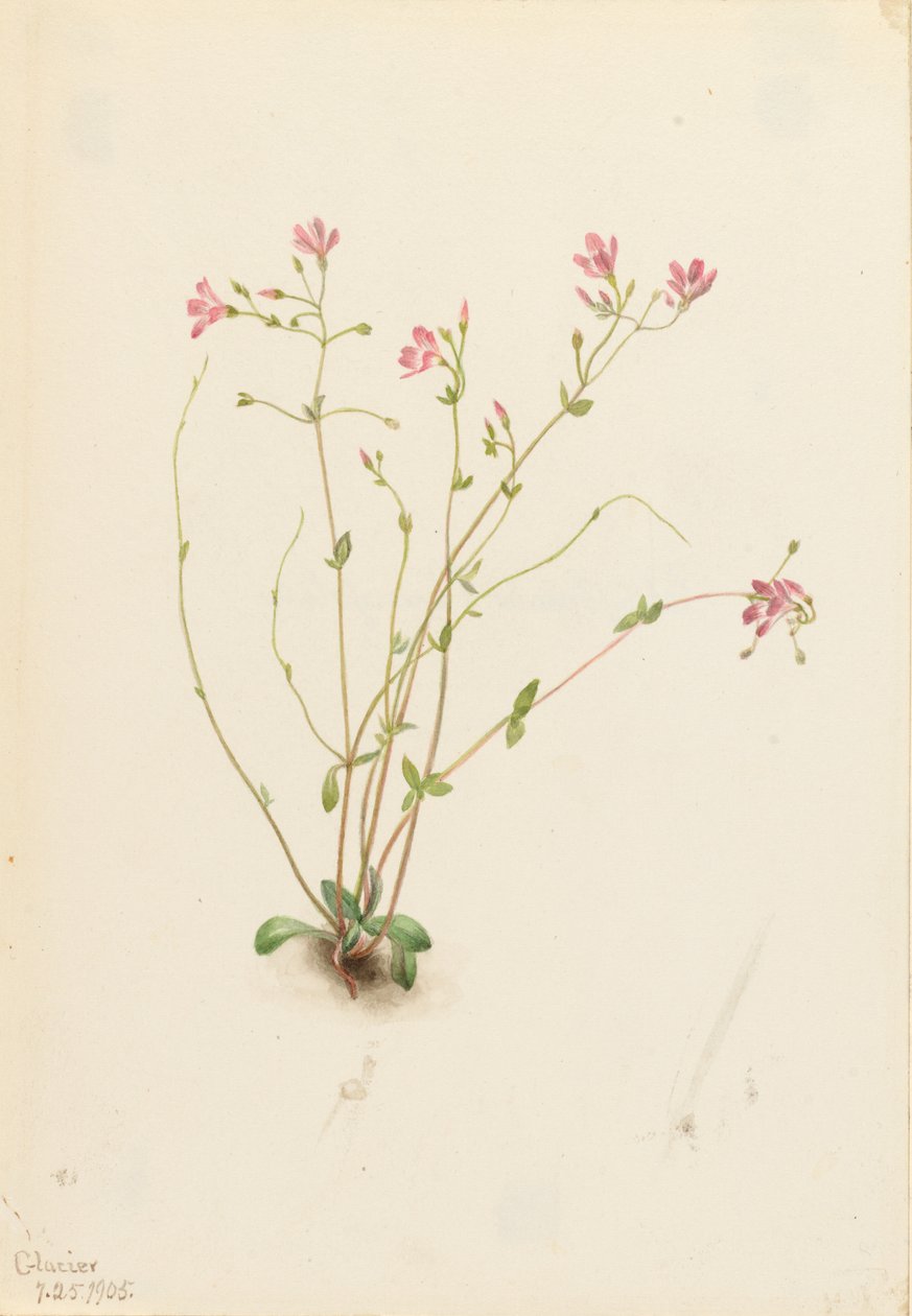 Naiad Kevät Kaunotar (Claytonia parvifolia) tekijältä Mary Vaux Walcott