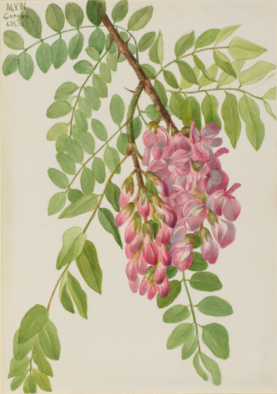Uusi meksikolainen heinäsirkka (Robinia neomexicana) tekijältä Mary Vaux Walcott