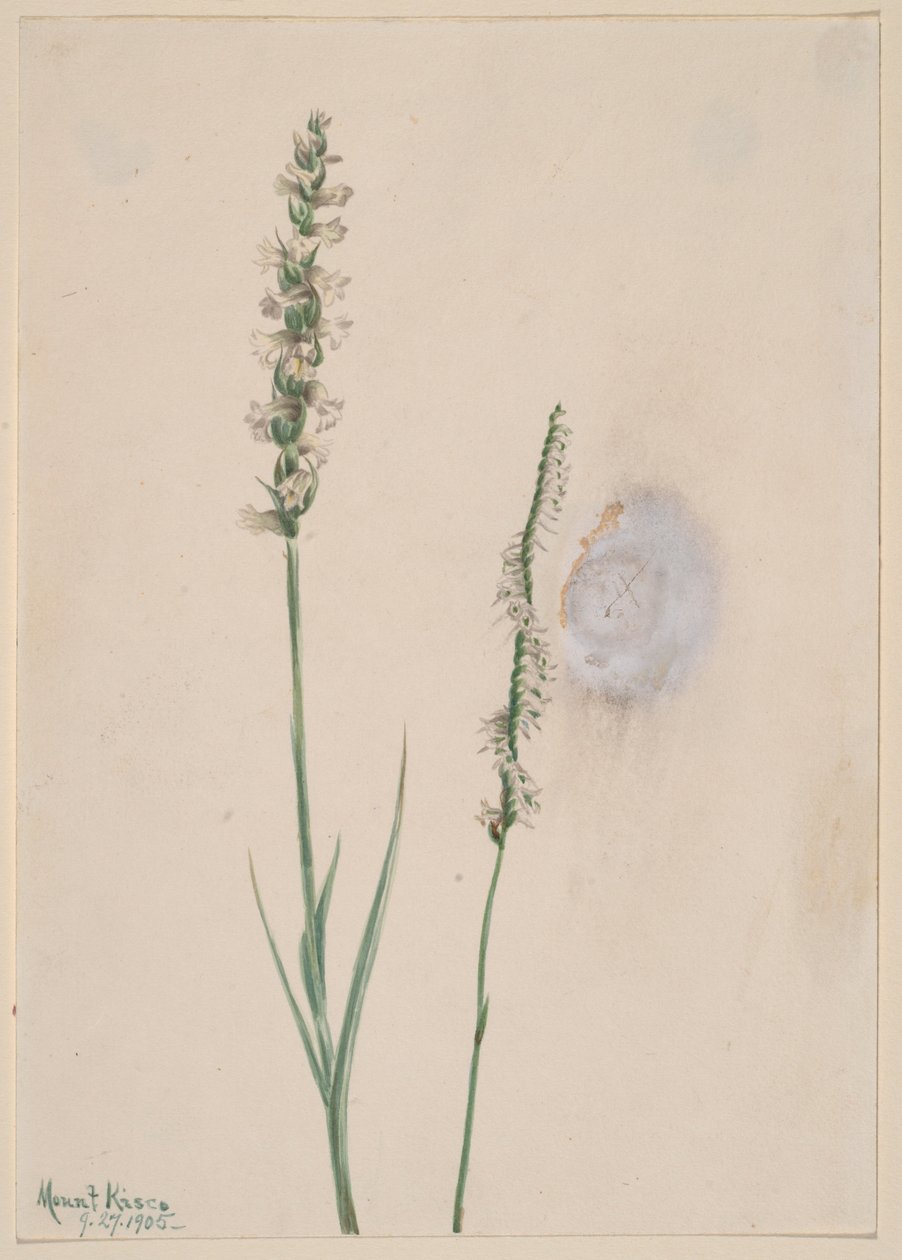 Nyökkäävä Ladies-Tresses (Ibidium cernum) tekijältä Mary Vaux Walcott