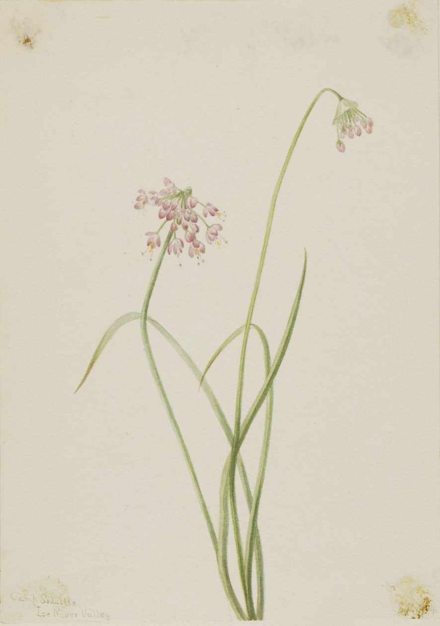 Sipuli (Allium cernuum) tekijältä Mary Vaux Walcott