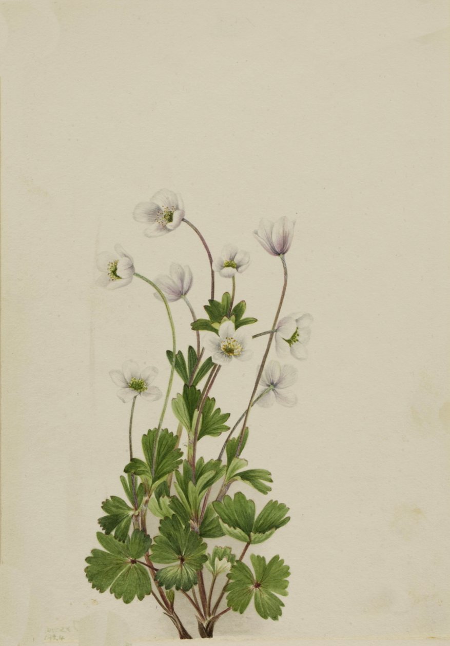 Northern Anemone Anemone parviflora, 1924. tekijältä Mary Vaux Walcott