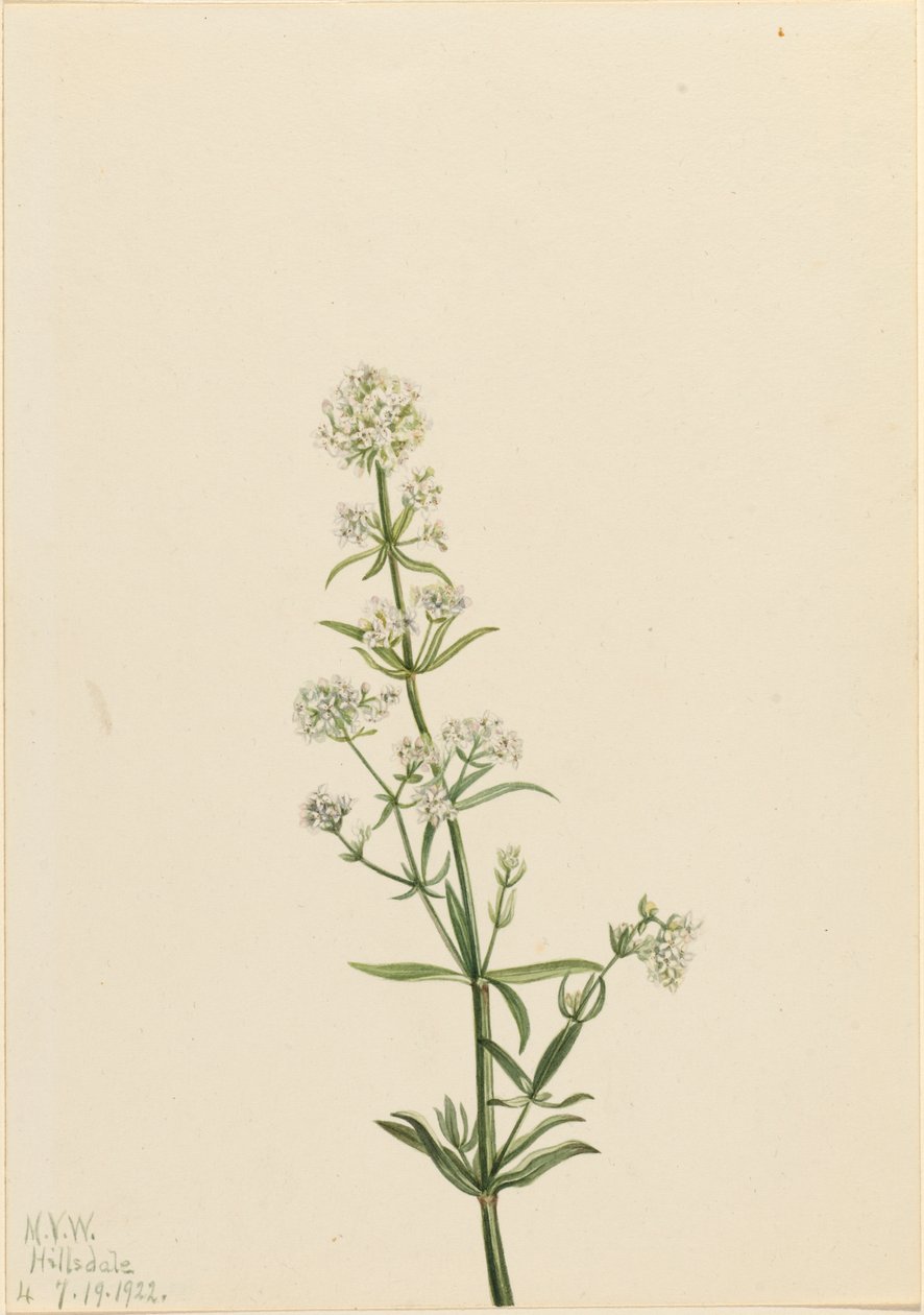 Northern Bedstraw Galium boreale, 1922. tekijältä Mary Vaux Walcott