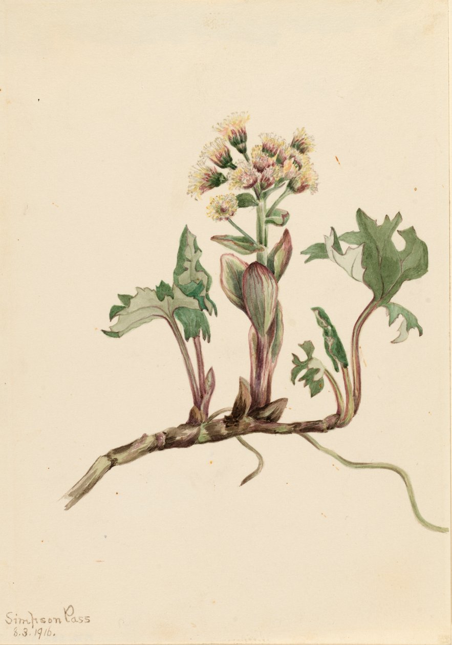 Northern Butterbur Petasites hyperboreus, 1916. tekijältä Mary Vaux Walcott