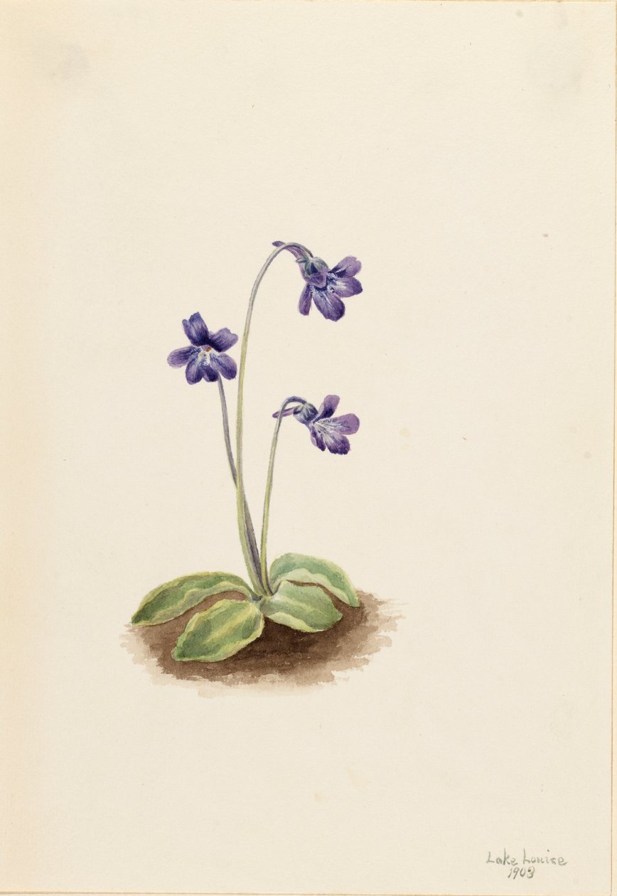 Pohjoinen butterwort Pinguicula vulgaris, 1903. tekijältä Mary Vaux Walcott