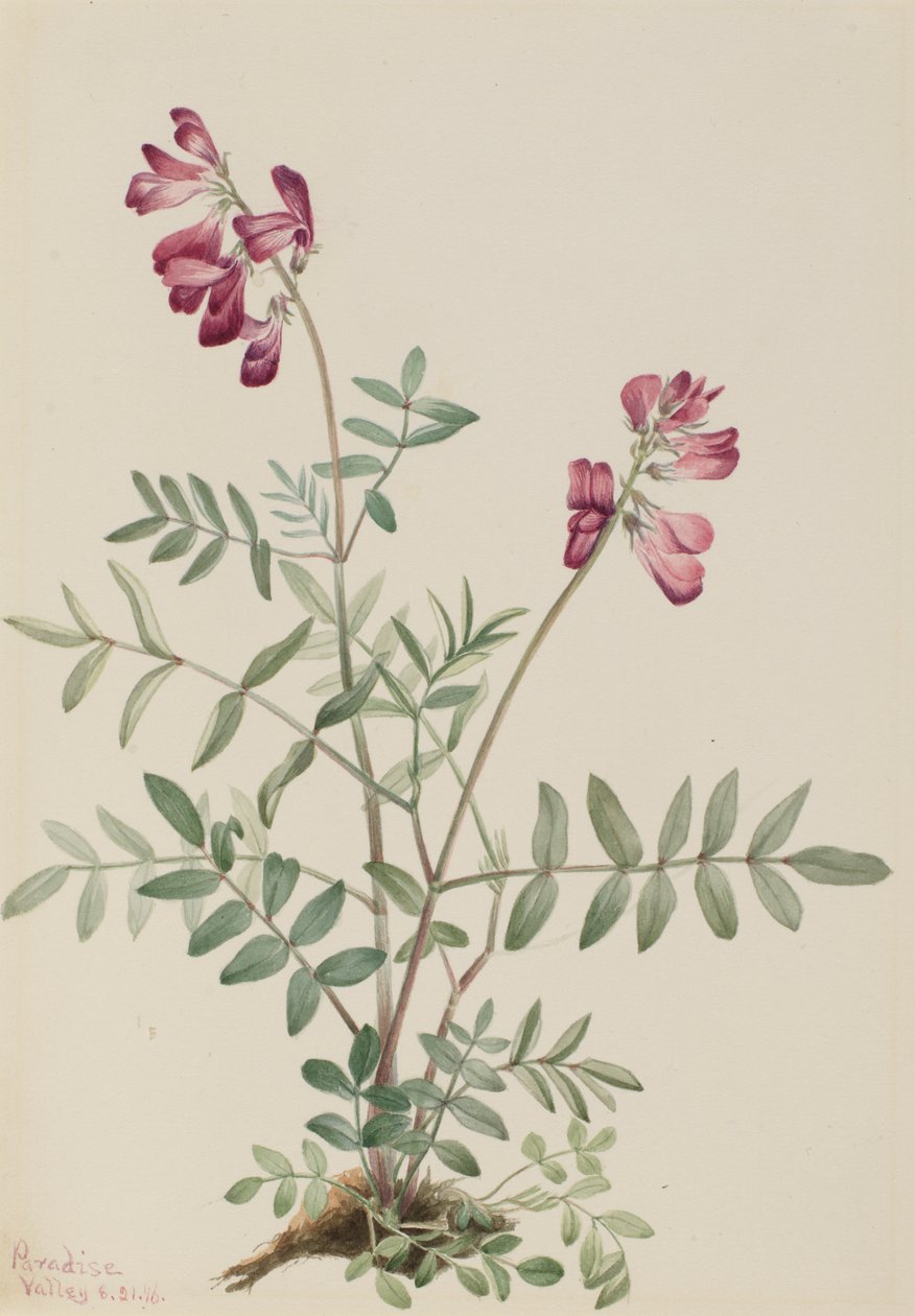 Pohjoinen Hedysarum (Hedysarum boreale) tekijältä Mary Vaux Walcott