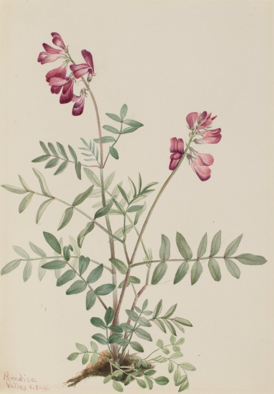 Northern Hedyxes Northern Hedyxes, 1916. tekijältä Mary Vaux Walcott