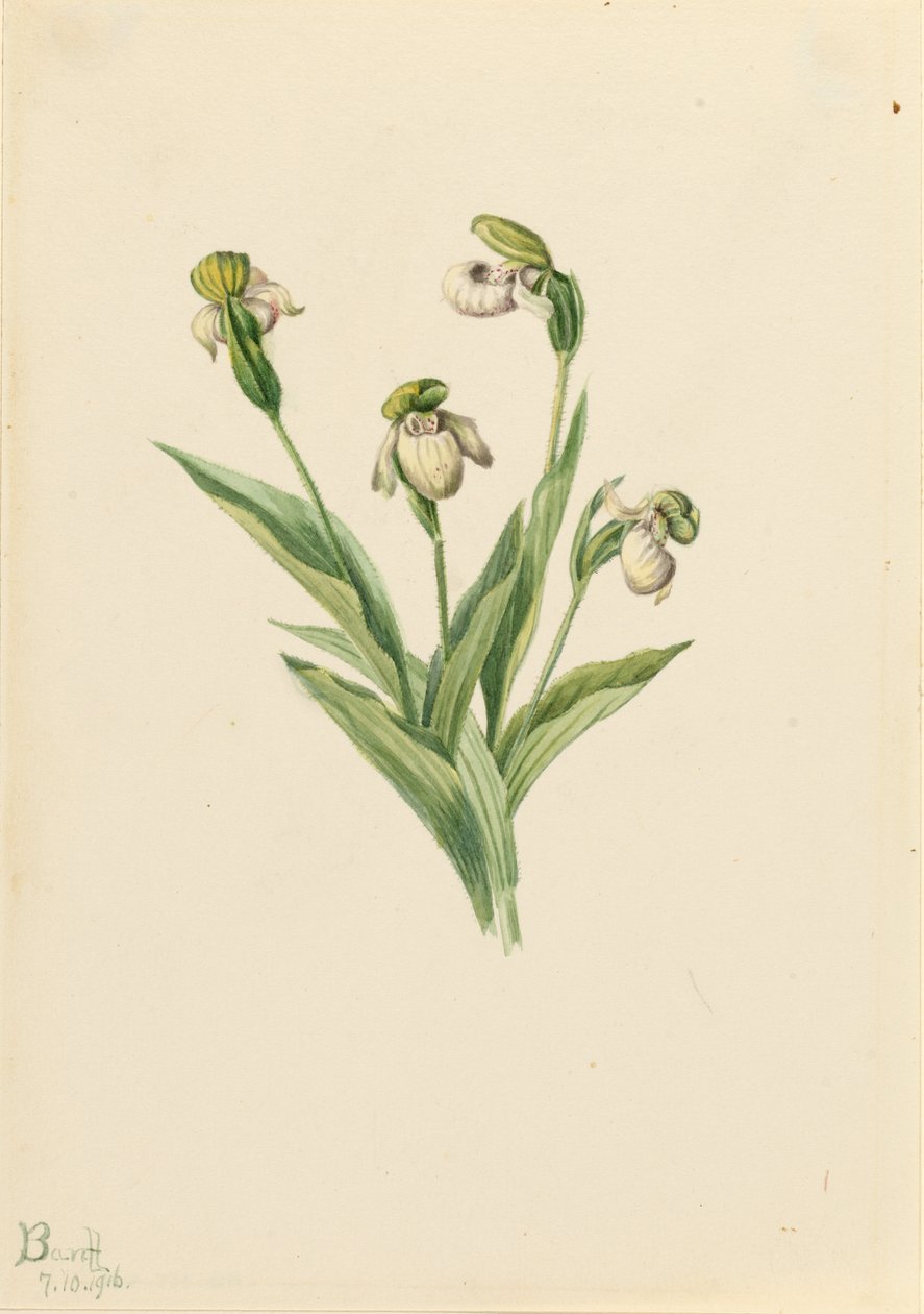 Pohjoinen naistentossu (Cypripedium passerinum) tekijältä Mary Vaux Walcott