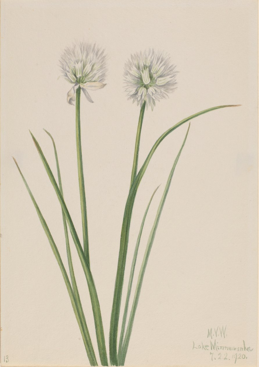 Pohjoinen sipuli (Allium sibiricum) tekijältä Mary Vaux Walcott