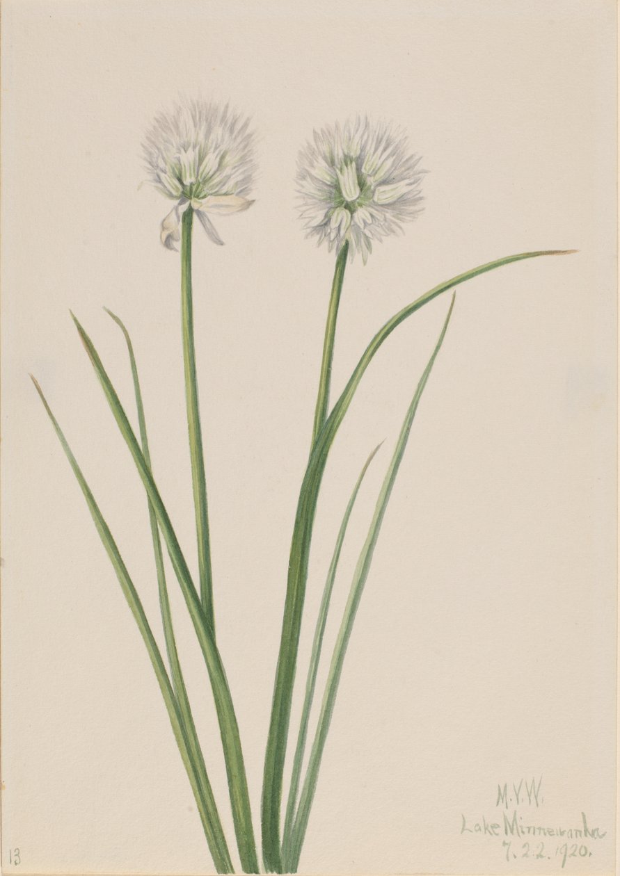 Pohjoinen sipuli Allium sibiricum, 1920. tekijältä Mary Vaux Walcott