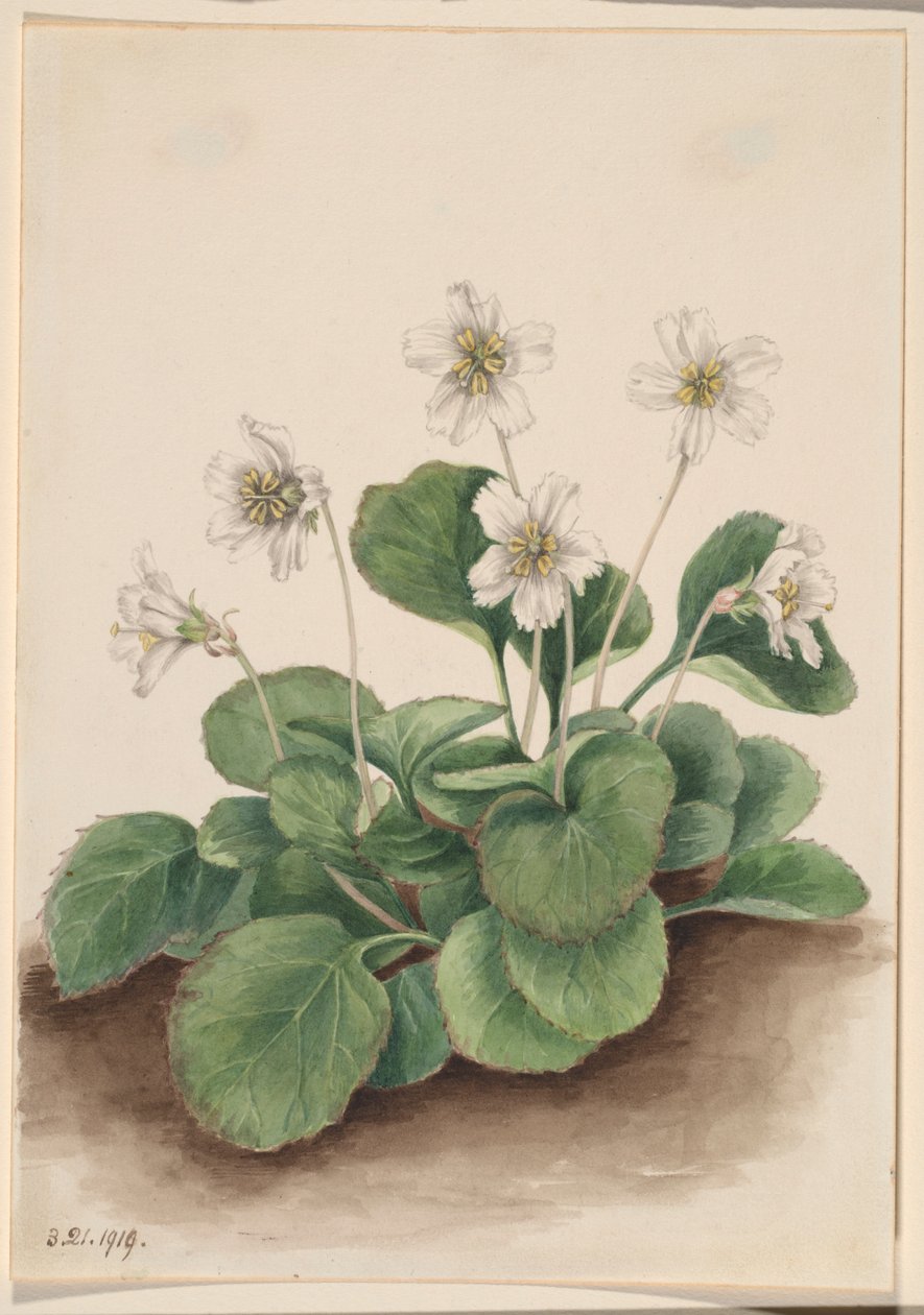 Oconee-kellot (Shortia galacifolia) tekijältä Mary Vaux Walcott