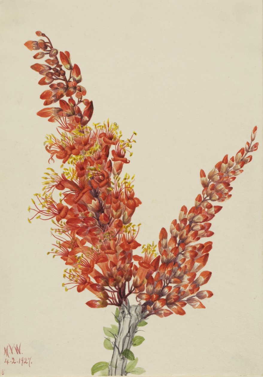 Ocotillo Fouquieria splendens, 1927. tekijältä Mary Vaux Walcott