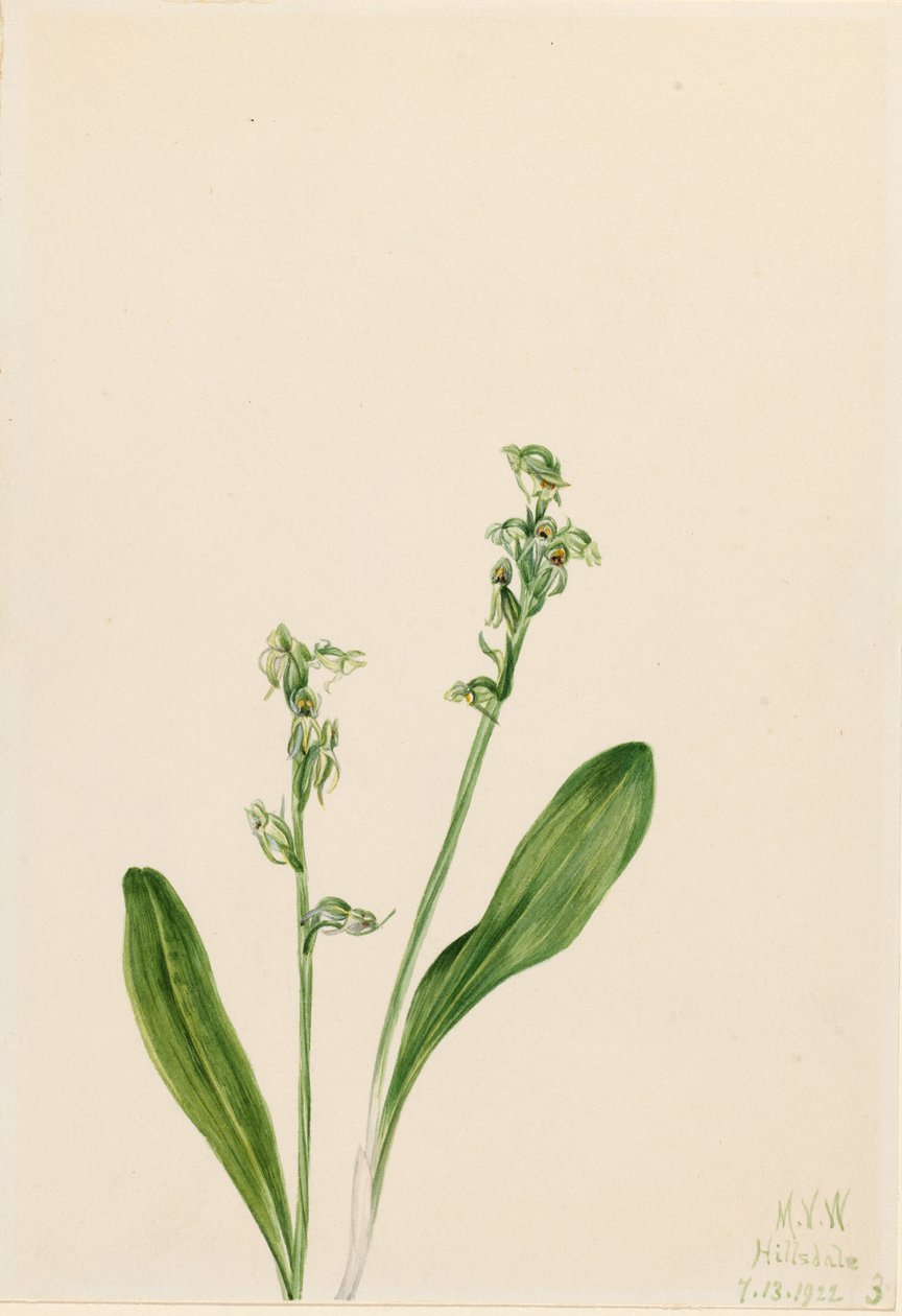 Yhden lehden orkidea (Habenaria obtusata) tekijältä Mary Vaux Walcott
