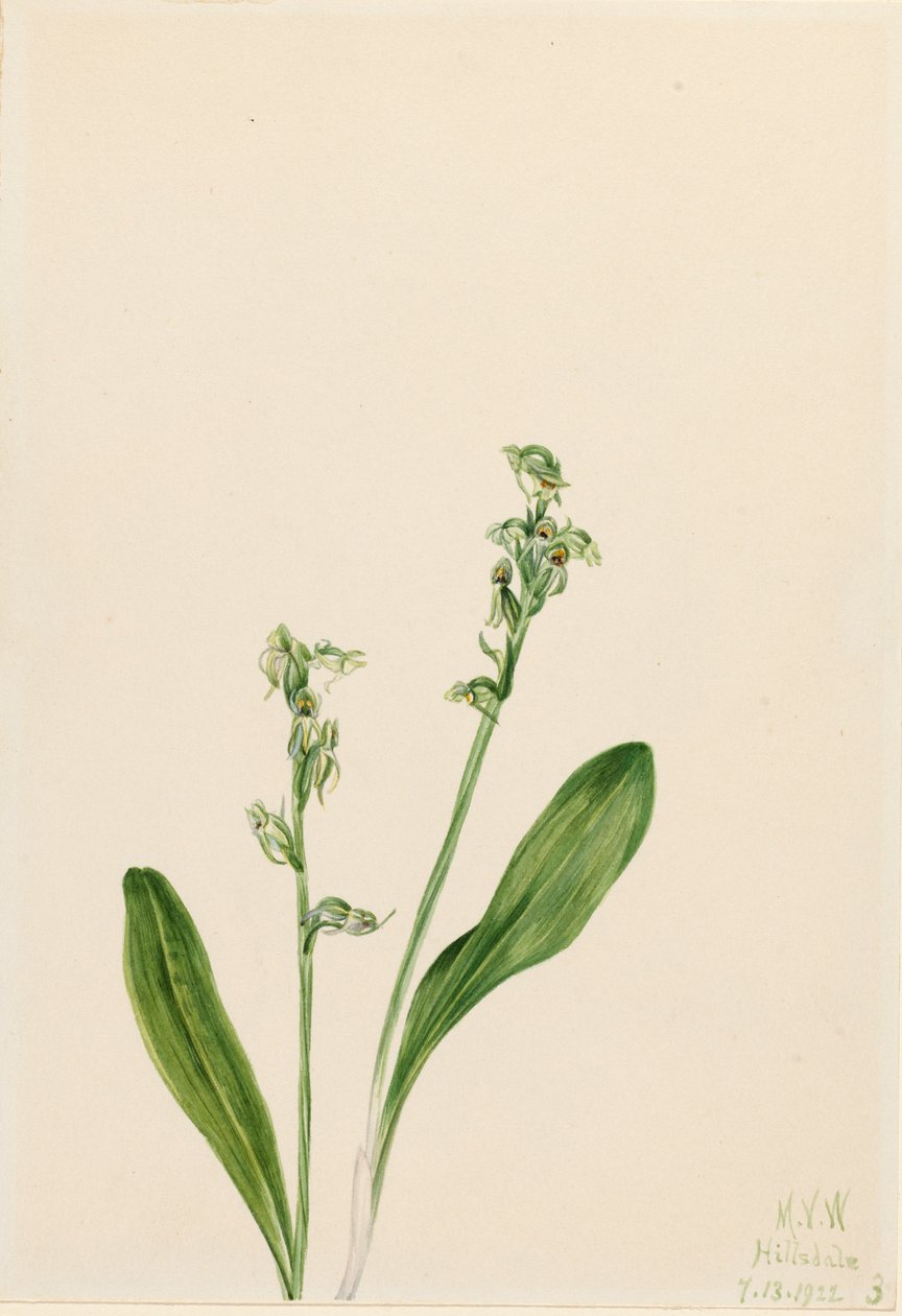 Yksilehtinen suoorkidea Habenaria obtusata, 1922. tekijältä Mary Vaux Walcott
