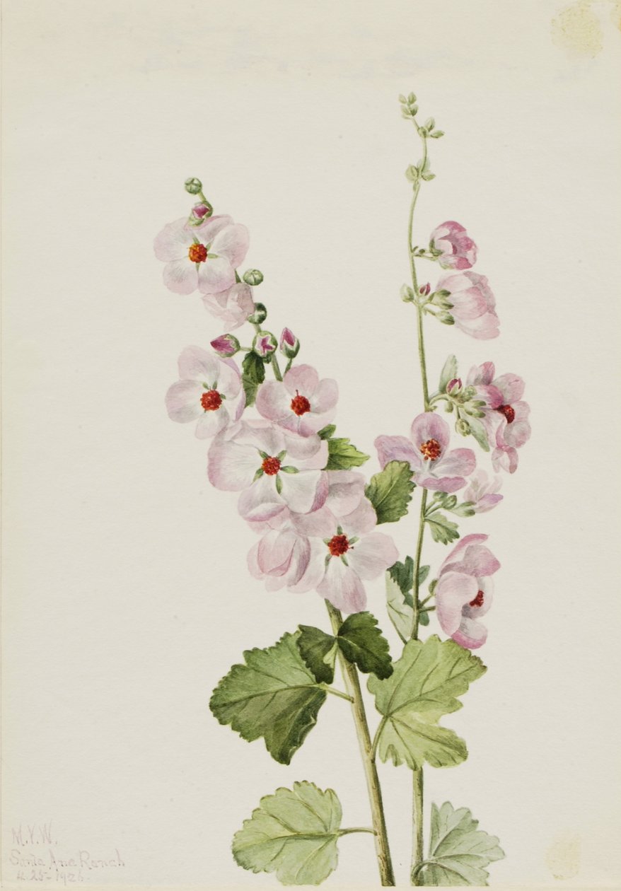 Oranssisilmäinen pallomaruna (Sphaeralcea davidsonii) tekijältä Mary Vaux Walcott