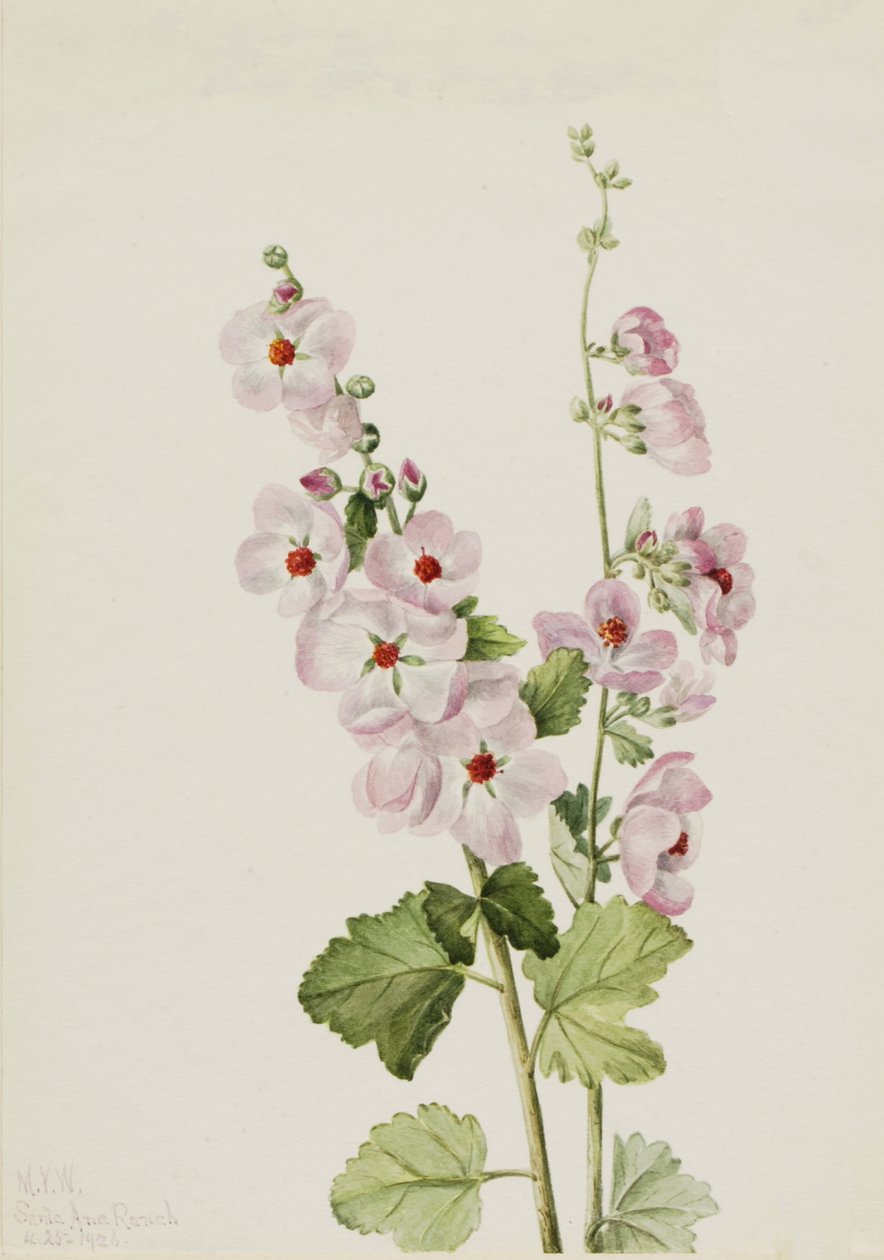 Orange-eye Globemallow Sphaeralcea davidsonii, 1926. tekijältä Mary Vaux Walcott