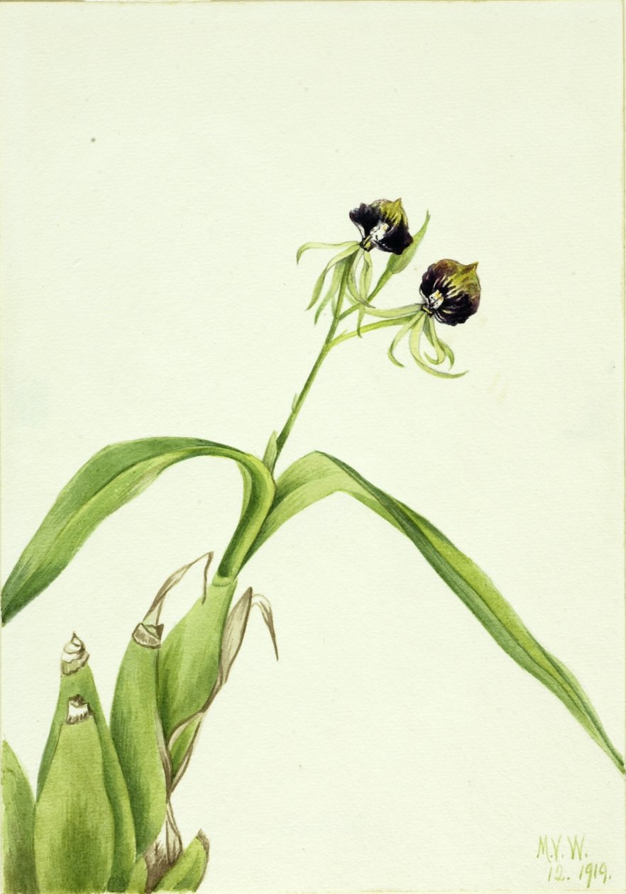 Orkidea (Epidendrum cochleatum) tekijältä Mary Vaux Walcott