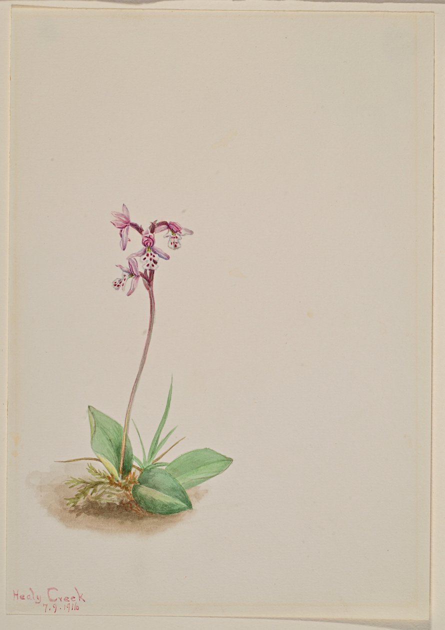 Orkidea (Orchis rotundifolia) tekijältä Mary Vaux Walcott