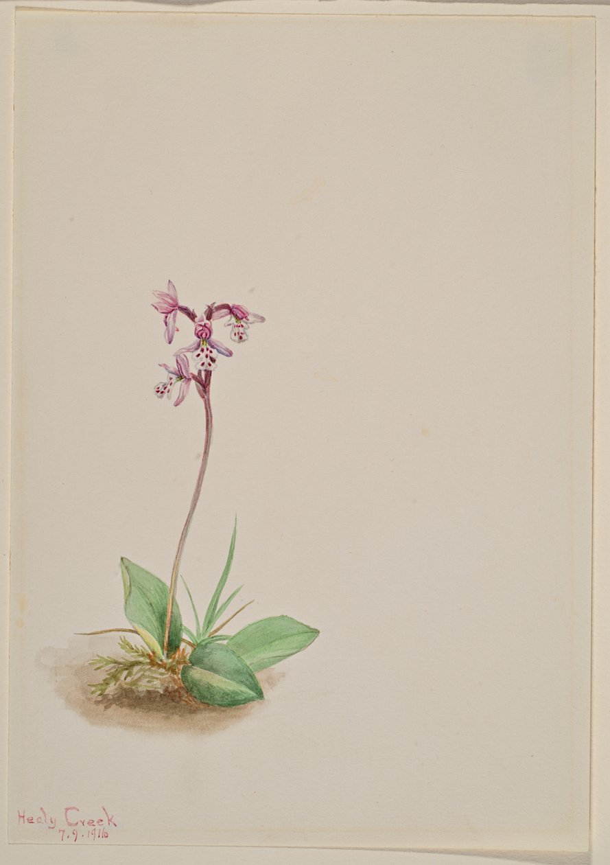 Orchis Orchis rotundifolia, 1916. tekijältä Mary Vaux Walcott