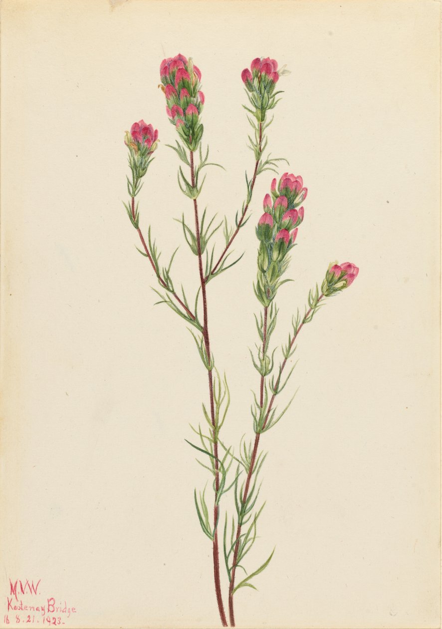 Pöllöapila (Orthocarpus tenuifolius) tekijältä Mary Vaux Walcott