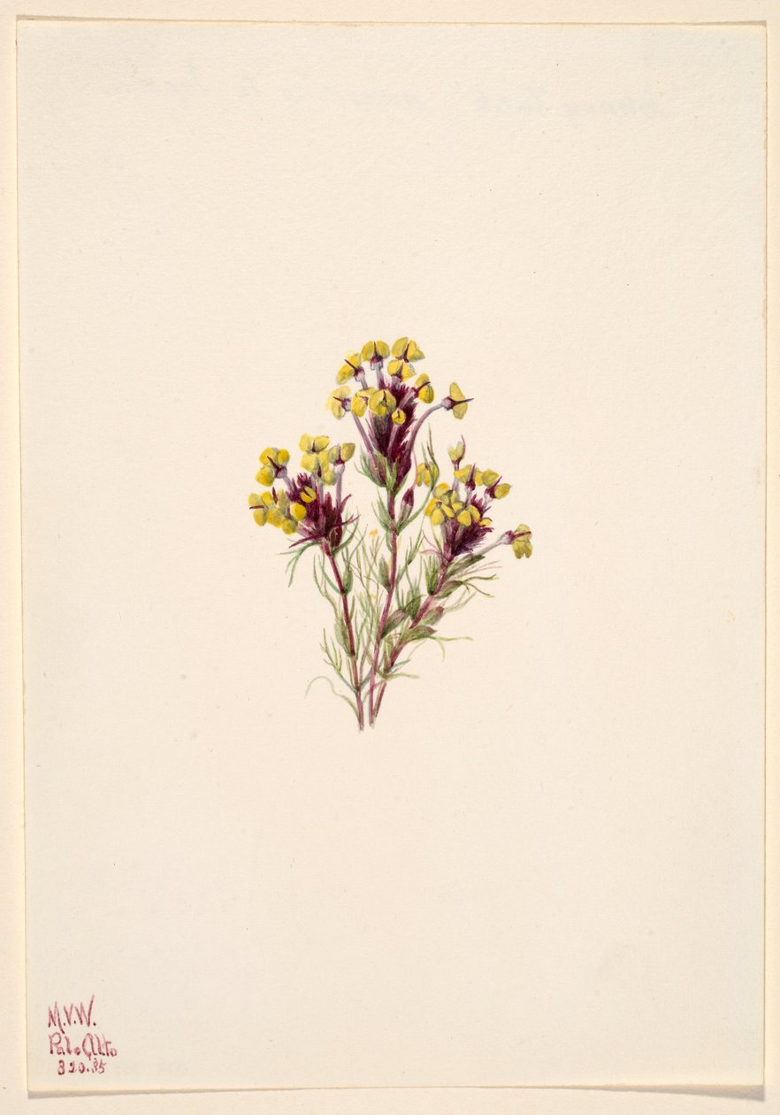 Pöllön apila (Orthocarpus erianthus) tekijältä Mary Vaux Walcott