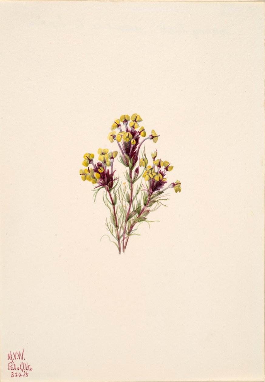 Pöllöapila Orthocarpus erianthus, 1935. tekijältä Mary Vaux Walcott