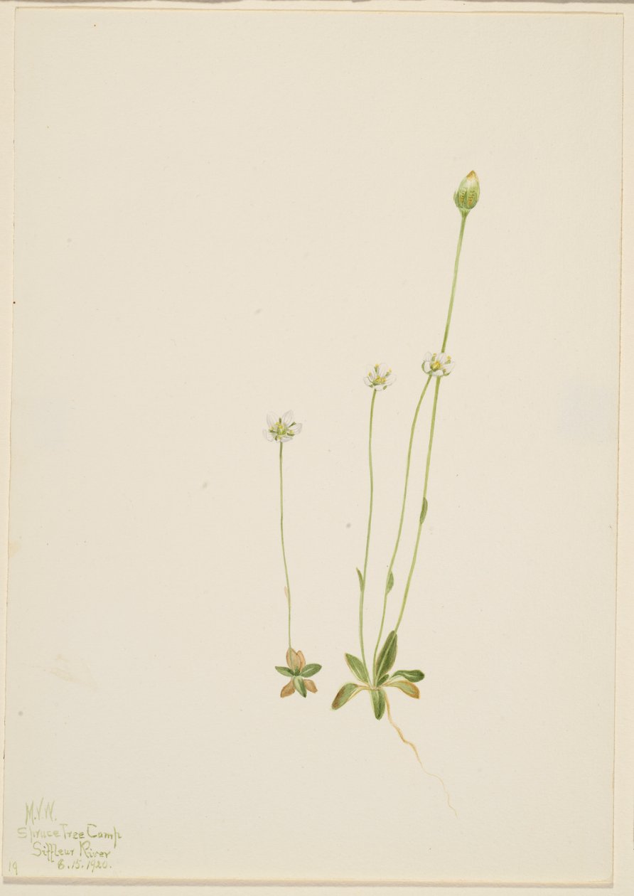 Oxytropis aepicola tekijältä Mary Vaux Walcott