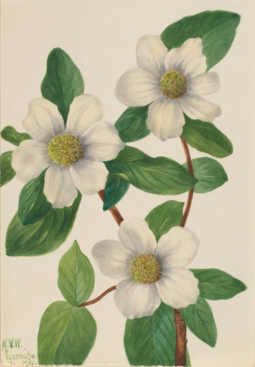 Tyynenmeren koiranheinä (Cornus nuttallii) tekijältä Mary Vaux Walcott