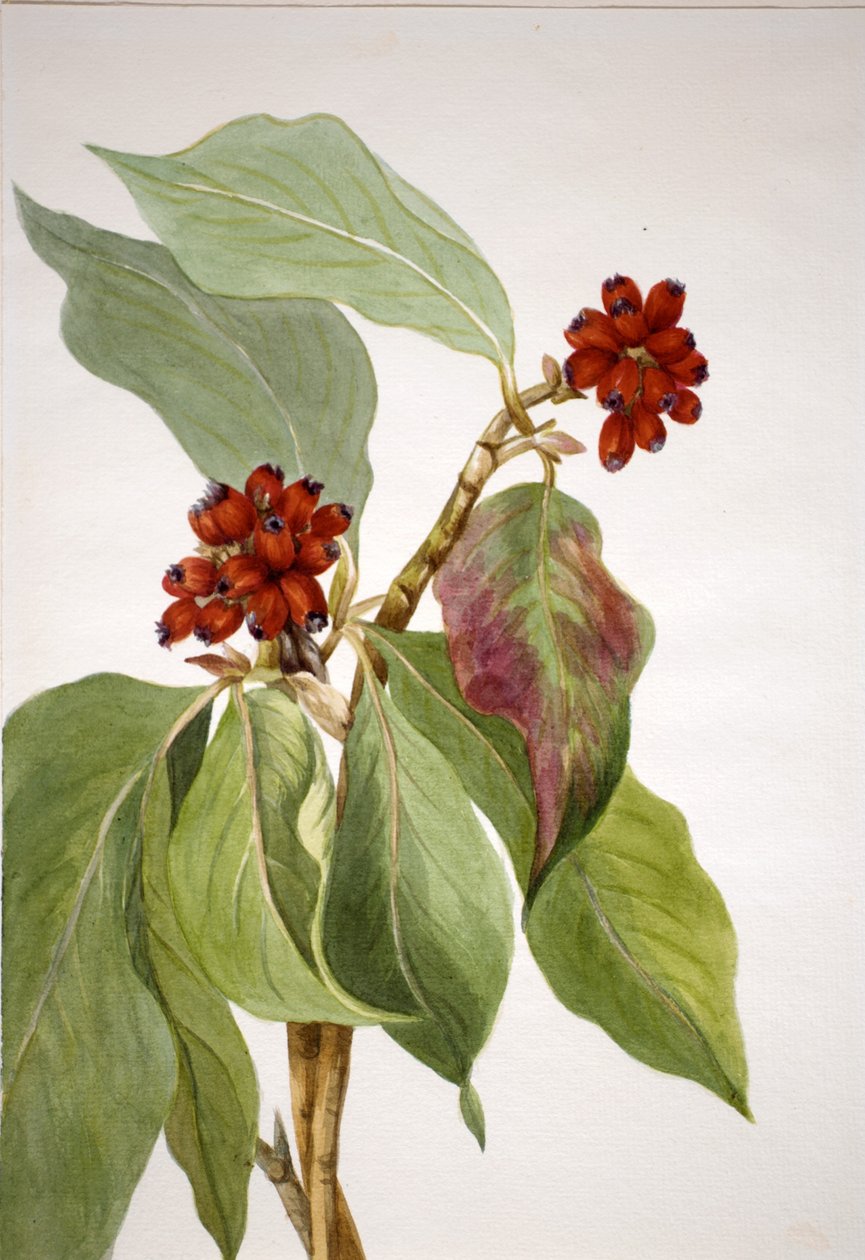 Tyynenmeren koiranheinä (Cornus nuttallii) tekijältä Mary Vaux Walcott